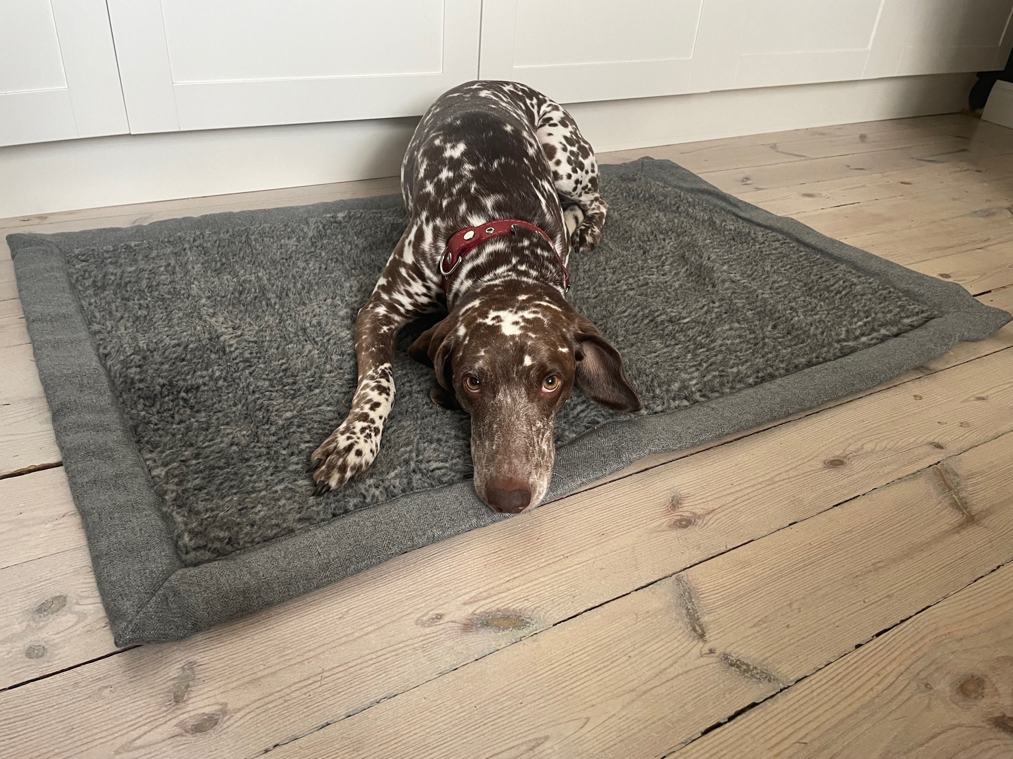 Dog shop sleeping on floor instead of bed
