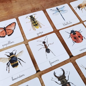 Insects, linguistic documents - nomenclature cards - Montessori-inspired learning game -