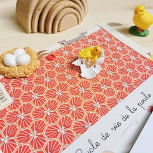Montessori educational learning game - Life cycle of the hen, linguistic documents - nomenclature cards - zoology