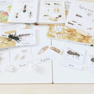 Ant life cycle, linguistic documents - nomenclature cards - Montessori-inspired educational learning game