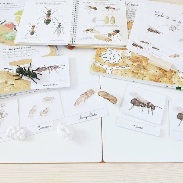 Cycle de vie de la fourmi,  documents linguistiques - cartes de nomenclature - jeu éducatif d’apprentissage d’inspiration Montessori