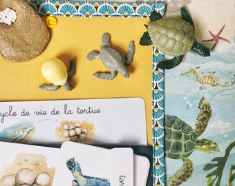 Cycle de vie de la tortue ,  documents linguistiques - cartes de nomenclature - jeu éducatif d’apprentissage d’inspiration Montessori
