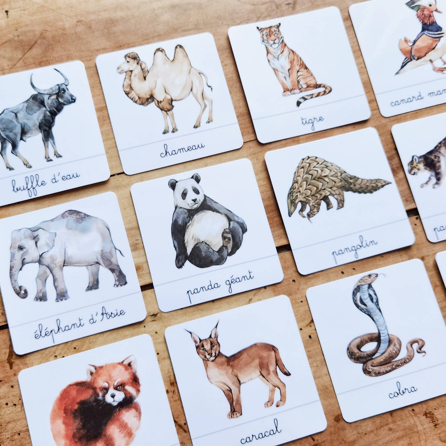 Animals of Asia Linguistic Document Nomenclature Cards - Etsy Canada Animals of Asia Linguistic Document Nomenclature Cards - Etsy Canada