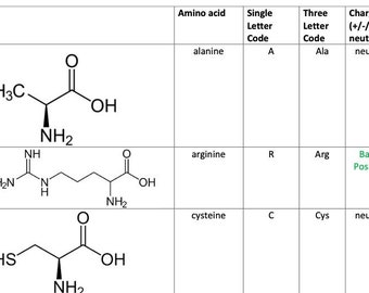 MCAT PREP: Amino Acids Cheat Sheet Mnemonic Devices - Etsy UK