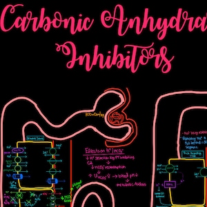 Könnte beinhalten: Ein Diagramm, das die Auswirkungen von Carboanhydrase-Hemmern auf den proximalen Tubulus der Niere veranschaulicht. Das Diagramm zeigt, wie diese Hemmer die Sekretion von Wasserstoffionen, die Reabsorption von Bicarbonat und den pH-Wert des Blutes beeinflussen. Der Text "Effekte auf H+/HCO3" ist in Grün geschrieben, und der Text "300mOsm/kg" ist in Gelb geschrieben.