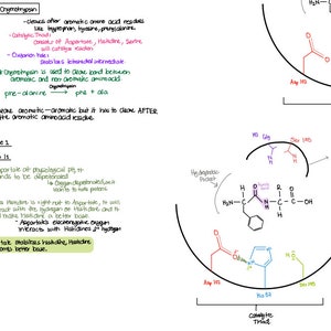 May include: A diagram illustrating the catalytic triad of the enzyme chymotrypsin. The diagram shows the amino acid residues involved in the catalytic mechanism, including aspartate, histidine, and serine. The diagram also shows the oxyanion hole, which stabilizes the tetrahedral intermediate.