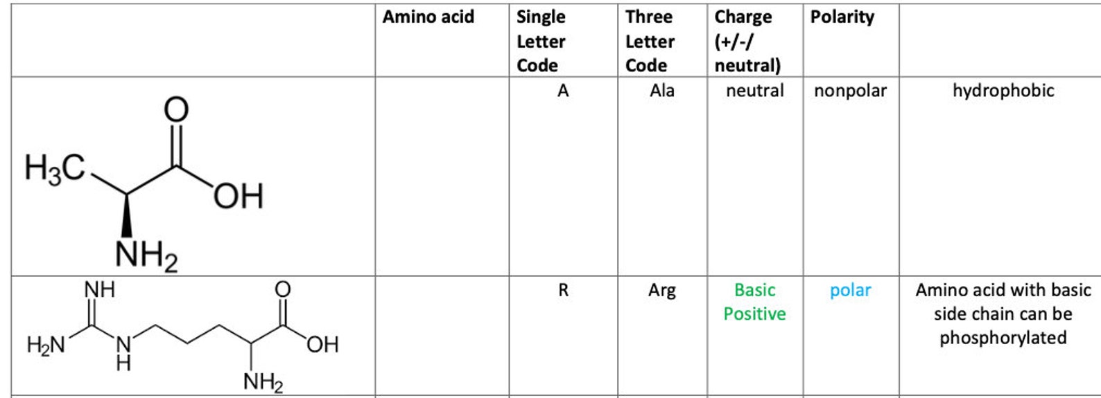 Amino Acids MCAT Cheat Sheet Practice Fillable. Etsy