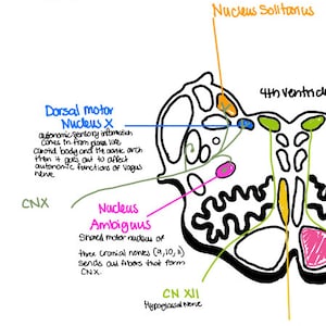 May include: A black and white diagram of the medulla oblongata, a part of the brainstem. The diagram labels the dorsal motor nucleus X, nucleus ambiguus, nucleus solitarius, medial lemniscus, and the 4th ventricle.