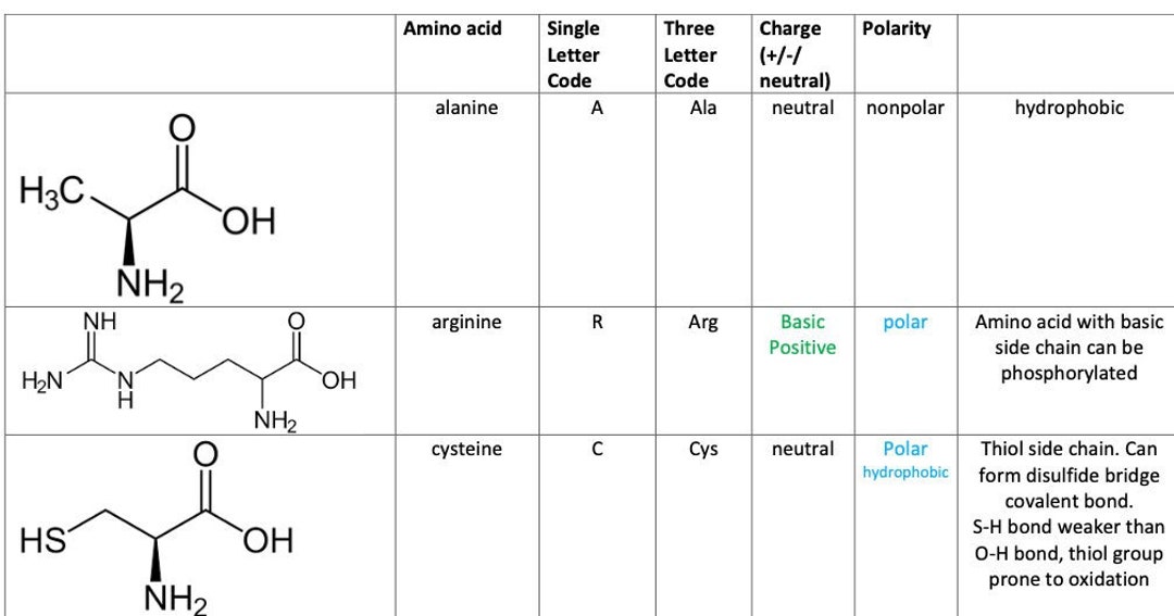 Amino Acids MCAT Cheat Sheet Practice Fillable. Etsy Hong Kong