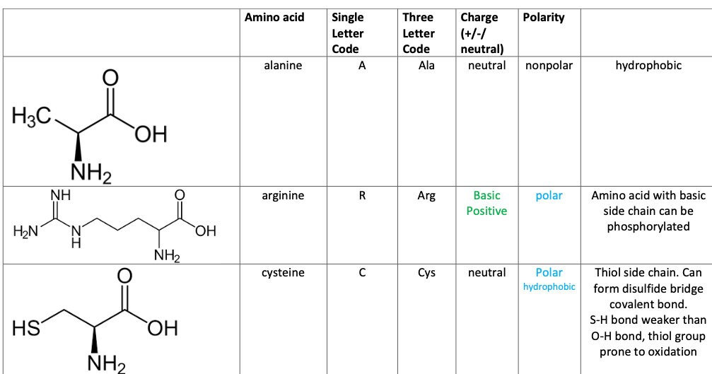 Amino Acids MCAT Cheat Sheet Practice Fillable. Etsy Australia