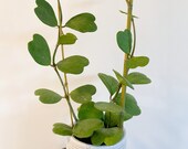 RARE Green Hoya Kerrii Heart Hoya Kerrii Sweetheart Mother 39 s Day Gift House Plant Office Plant Limited Quantity