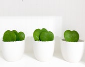 3in Hoya Kerrii Heart Duo Mother 39 s Day Gift RARE House Plant Live Succulents Wedding Favor Gift Succulent Gift Box