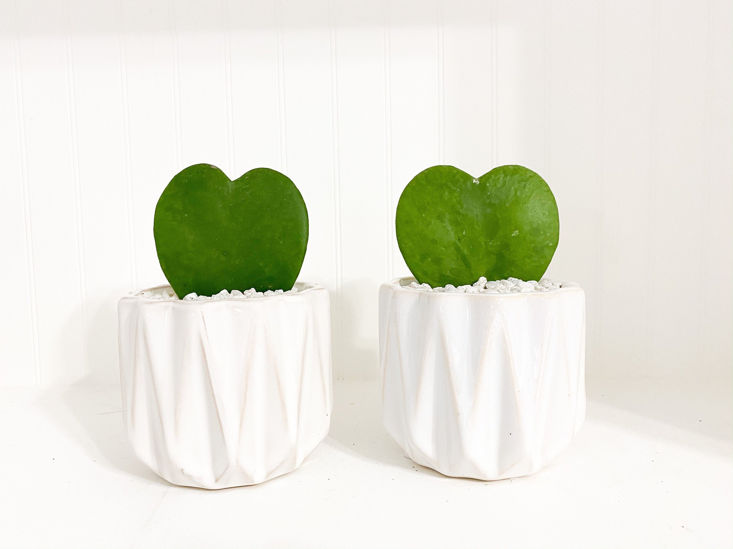 Baby Groot succulent arrangement planter gift Hoya Kerri heart