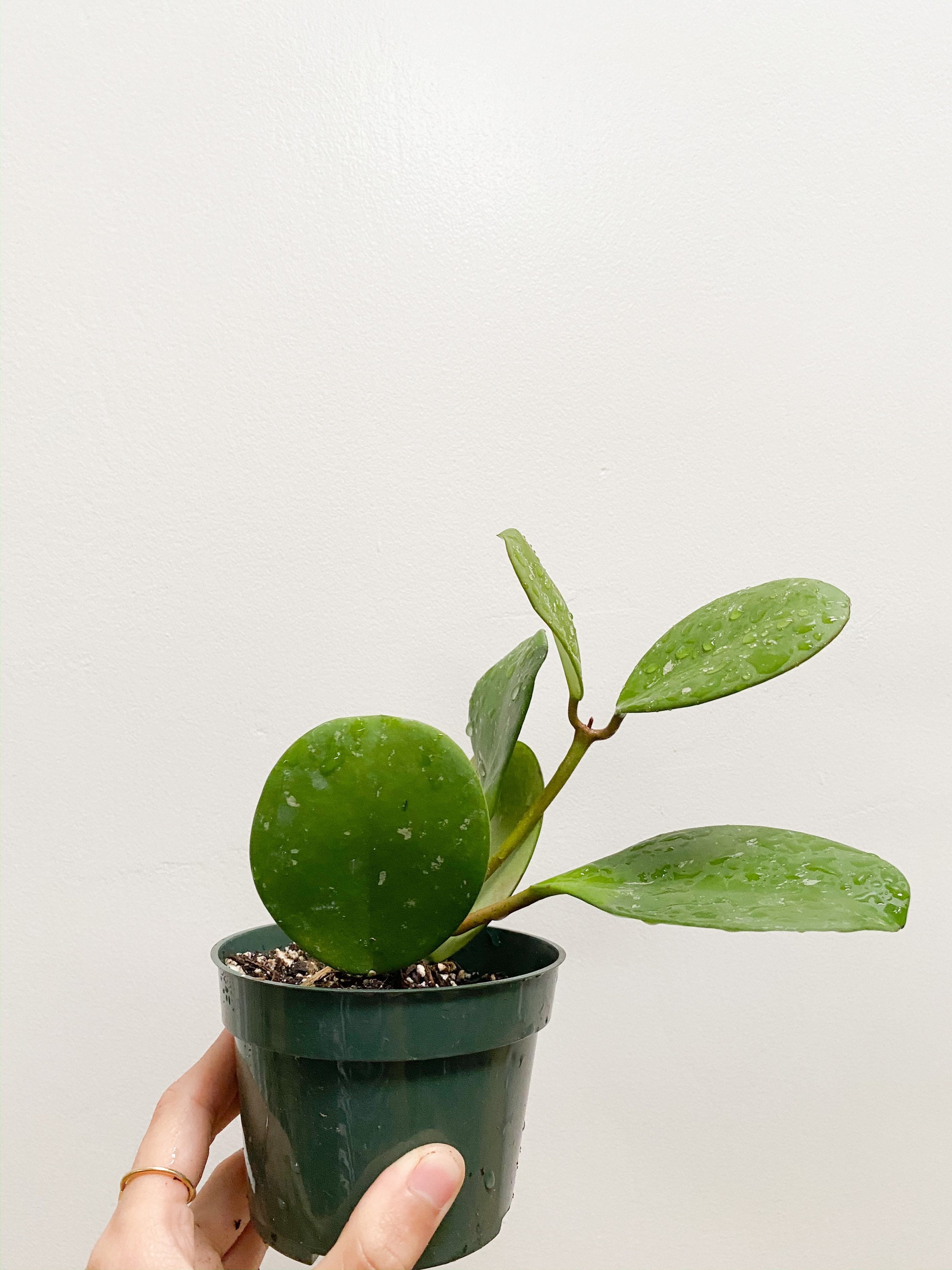 Hoya Obovata in 4in & 6in Nursery Pot. Hoya Houseplant Etsy