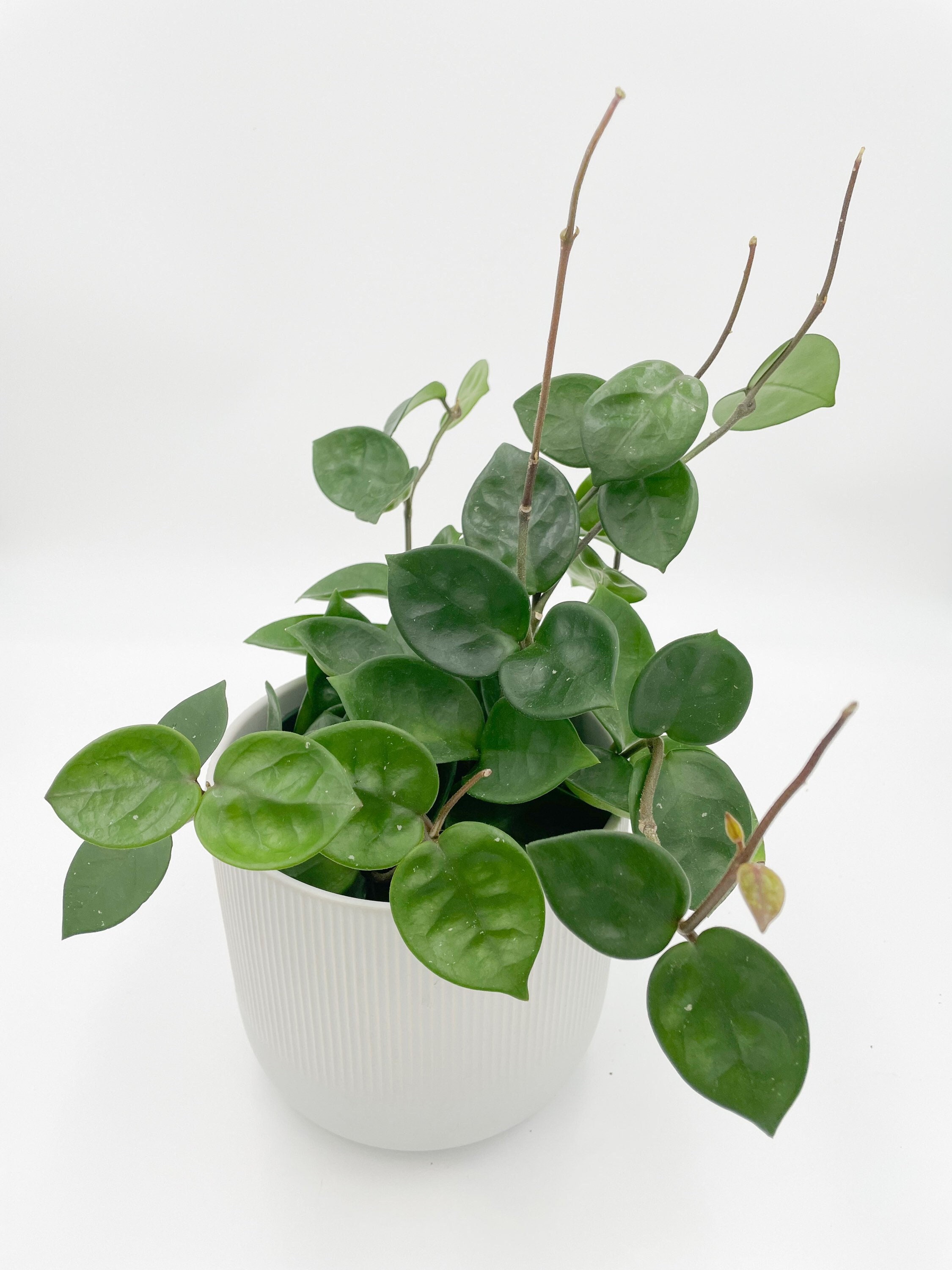 4in 6in Hoya Chelsea Rare Hoya Houseplant Indoor Hoya Etsy 4in 6in Hoya Chelsea Rare Hoya Houseplant Indoor Hoya Etsy