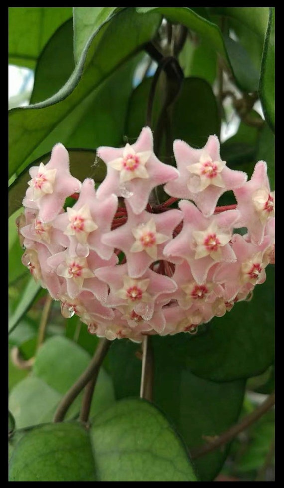 RARE grower's Choice 2in Hoya Aff Fungii Hechi Hard - Etsy