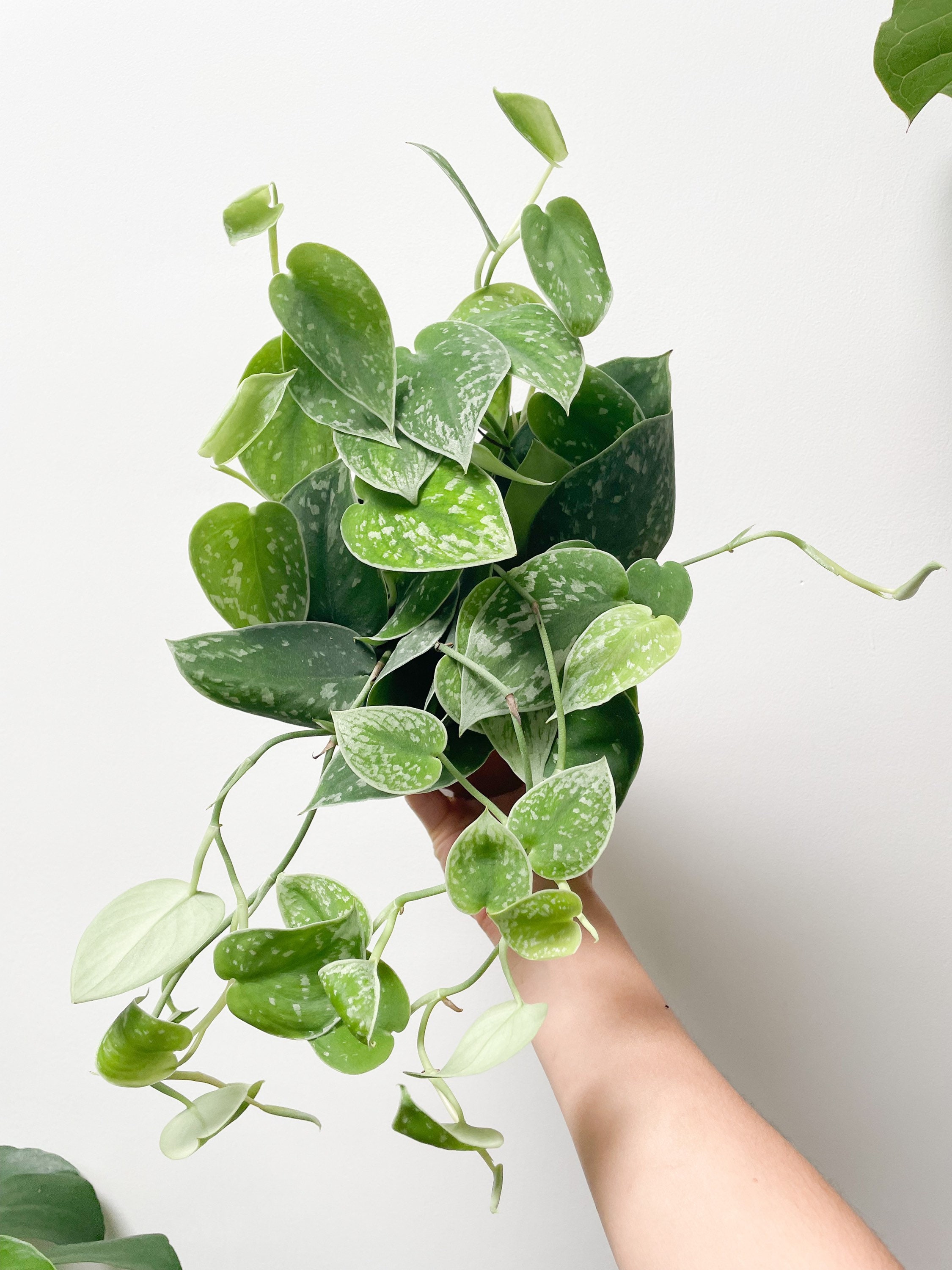 Scindapsus Pictus Silvery Ann Philodendron Silver Etsy