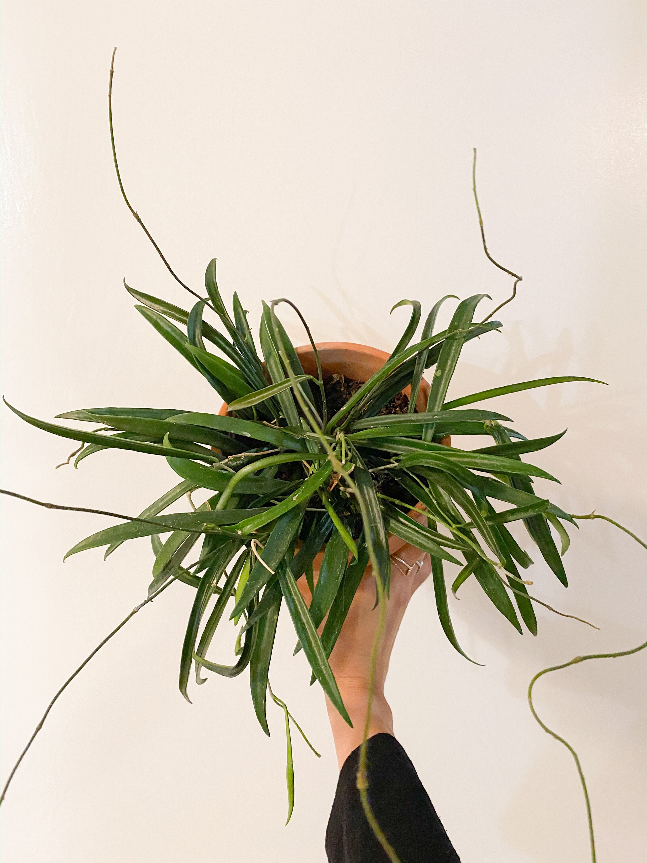 4in & 6in Hoya Shepherdii String Bean Hoya Hoya Longifolia Etsy