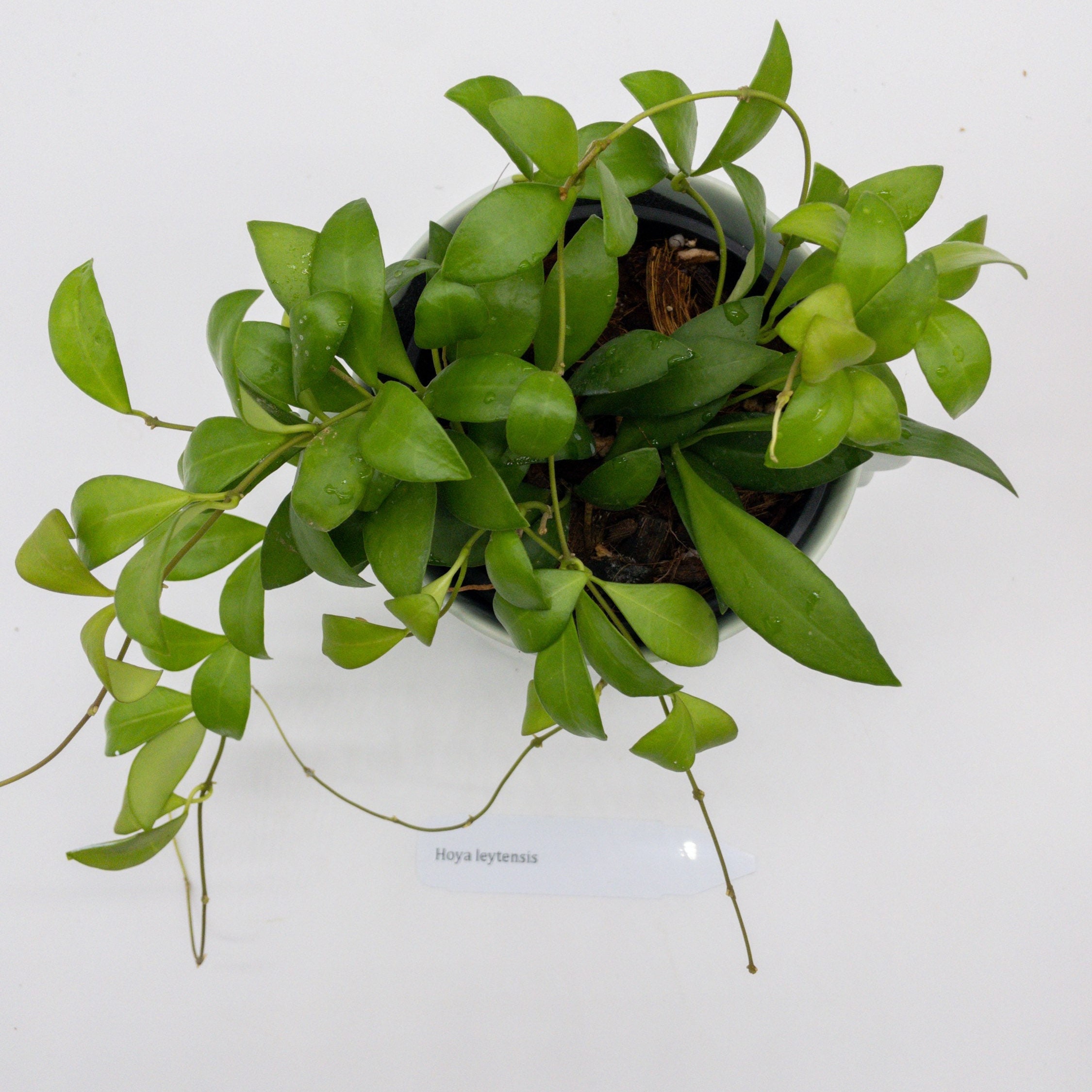 4in FULL & LUSH Hoya Leytensis Rare House Plants - Etsy