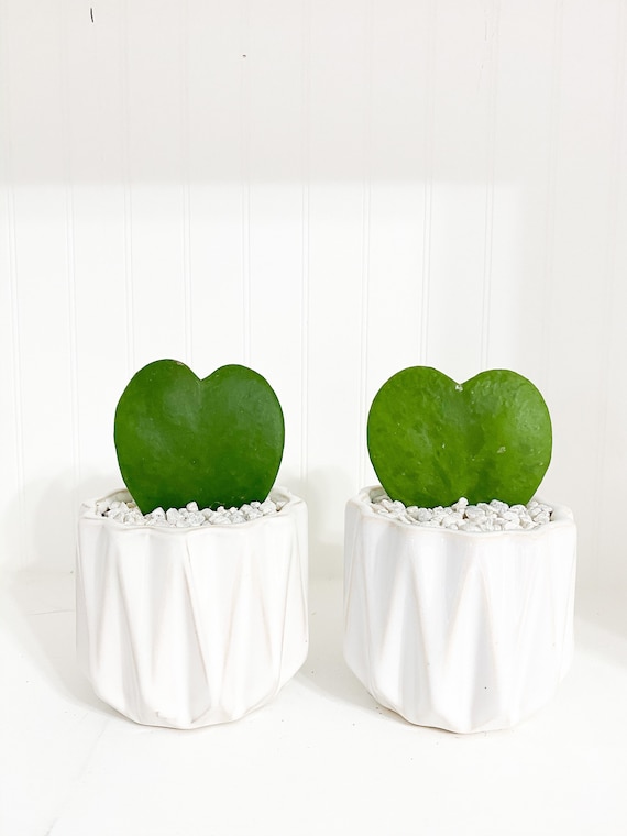 Baby Groot succulent arrangement planter gift Hoya Kerri heart
