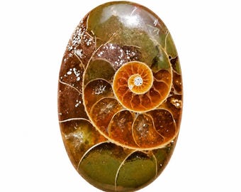 Natural Ammonite Cabochon: Oval Fossil Gemstone (27.5X18X5.5 mm)