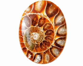 Polished Ammonite Fossil Cabochon: Natural Rainbow Iridescent Gemstone