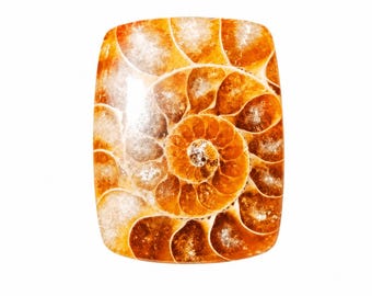 Polished Ammonite Fossil Cabochon: Rare Gemstone for Jewelry Making (22X17X5mm)