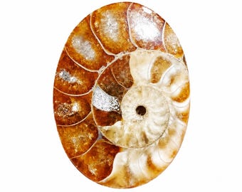 Natural Ammonite Fossil Cabochon: Oval Semi-Precious Loose Stone (29X22X4 mm)