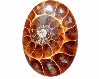 Polished Ammonite Fossil Cabochon: Earthy Tone Gemstone (30X22X6 mm)