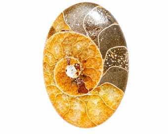 Natural Ammonite Conch Fossil | Genuine Spiral Fossil Shell | Healing Crystal | Collectible Specimen | Home Decor | Gift for Fossil Lovers