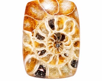 Natural Premium Ammonite Fossil Polished Cabochon: High Quality Fossil Gemstone for Jewelry Making 27x19x6mm
