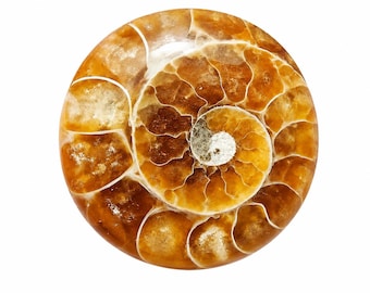 Ammonite Fossil Cabochon: 23x5mm Natural Spiral Gemstone for Jewelry, Healing