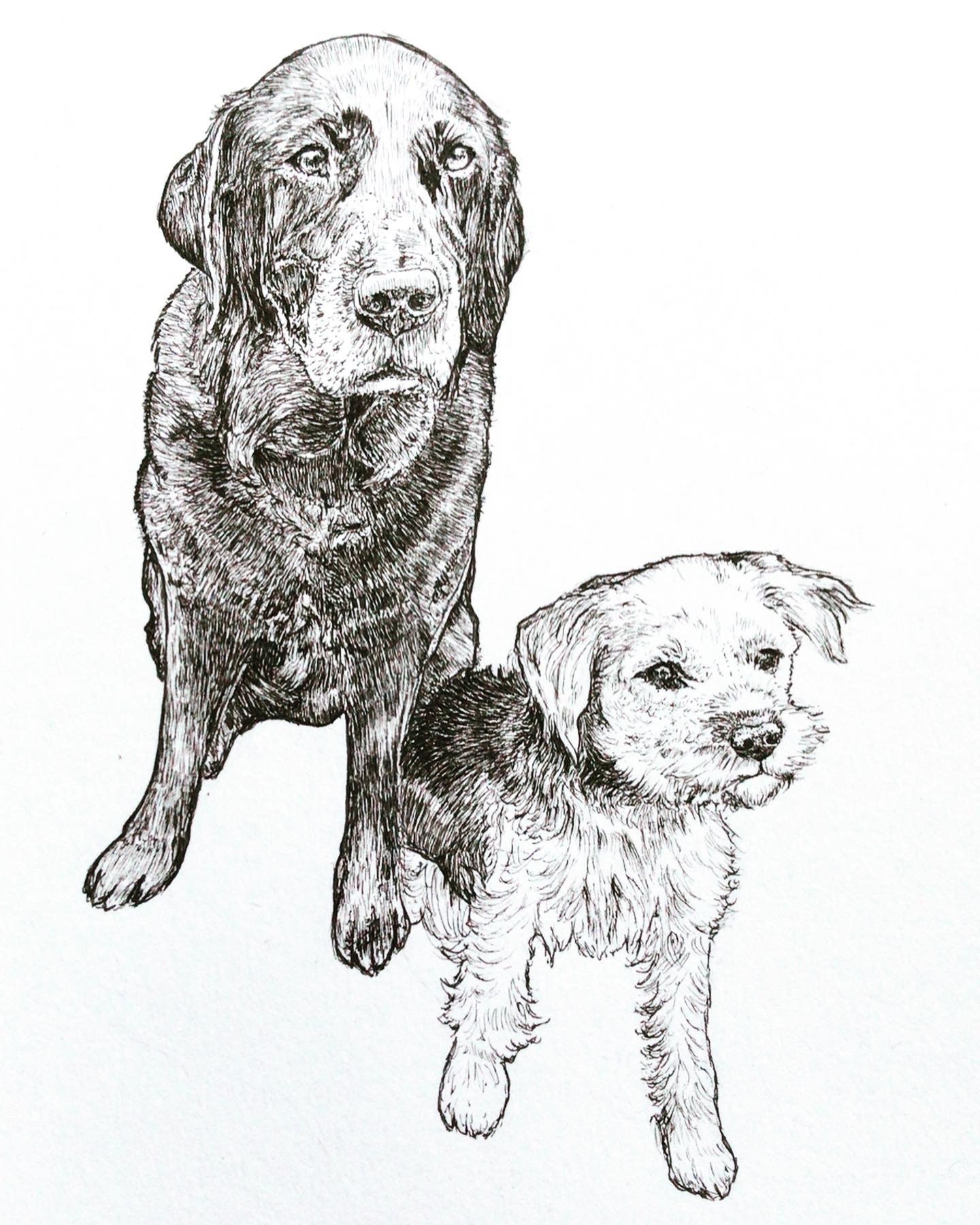 Pen and Ink Personalised Pet Portrait - Etsy