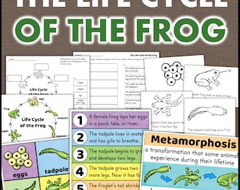 Frog Life Cycle Printable Science Worksheets Posters Activities Classroom Homeschool 1st 2nd 3rd Grade