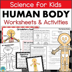 May include: A set of printable human body worksheets and activities for children. The worksheets feature colourful illustrations of the circulatory, digestive, and muscular systems. The activities include a word bank, a matching game, and a reading passage about germs.