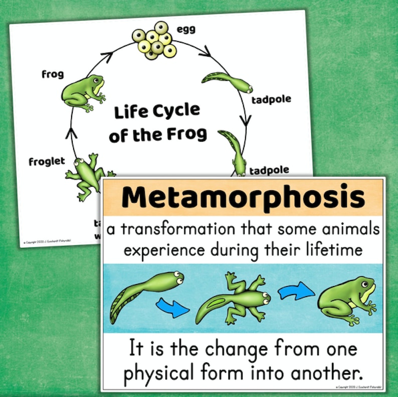 Frog Life Cycle Printable Science Worksheets Posters Etsy