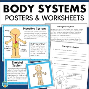 May include: Colorful educational posters and worksheets for kids about the human body systems. The posters feature illustrations of the digestive and skeletal systems with labels for each part. The worksheets include questions about the digestive system.