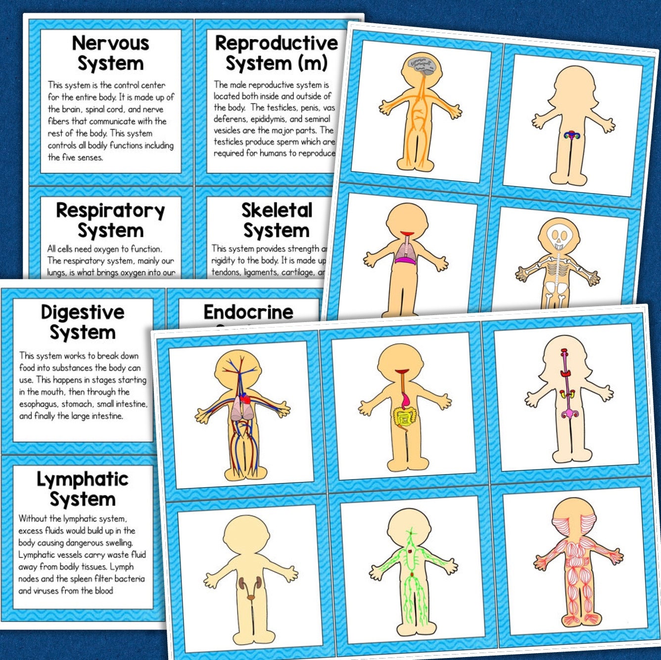 Human Body Systems 3rd 4th 5th Grade Science Posters & Worksheets ...
