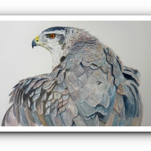Giclée fine art print - Goshawk - from an original watercolour - &#39;Phantom&#39;