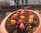 Exotic Conophytum maughanii 10 seeds