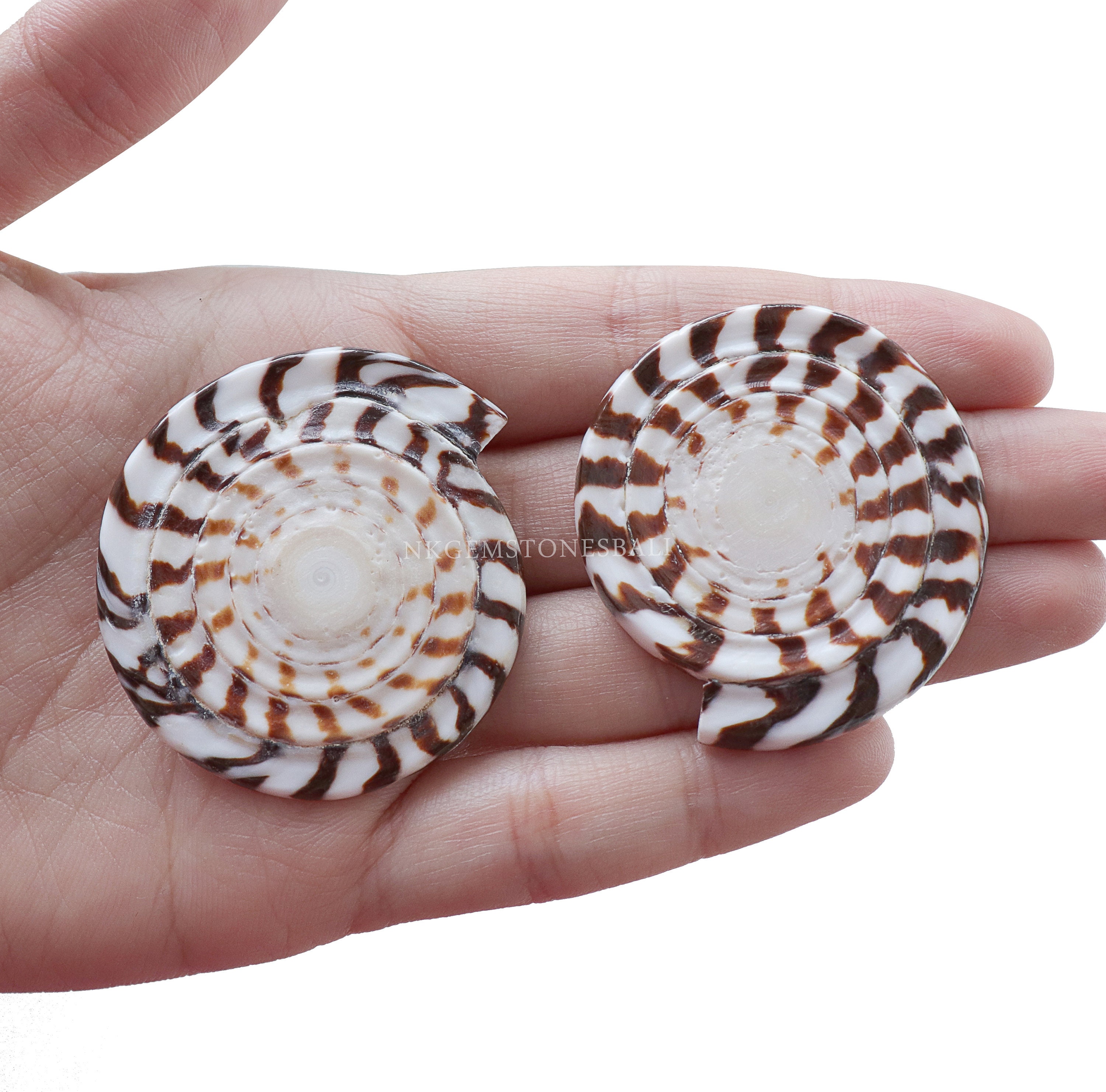 Natural Shell 40mm Round Carving Spiral White Sea Shell Etsy