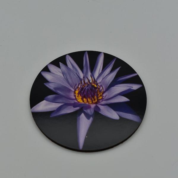 Water Lily - Purple