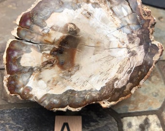 Petrified Wood Specimen Grade 1