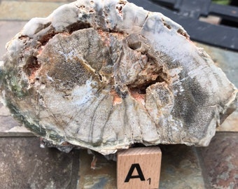 Petrified Wood Specimen Grade 2