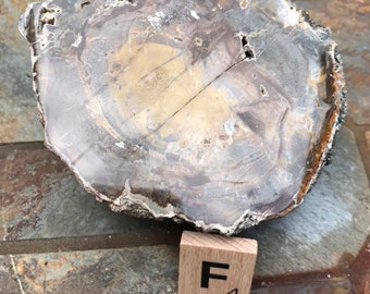 Versteinertes Holz Exemplar Grade 2