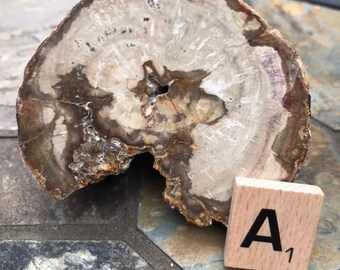 May include: A close-up of a petrified wood slice with a natural hole in the center. The wood is a light brown color with darker brown rings. The slice is sitting on a gray stone surface with a wooden tile labeled "A1" next to it.