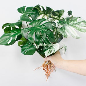 15" künstliches Monstera-Pflanzenblatt mit Wurzeln - 8 Blätter, biegbare Stiele - bereit zum Dekorieren