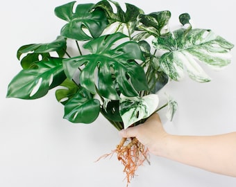 15" Artificial Monstera Plant Foliage with Roots- 8 Leaves bendable stems - ready to decor