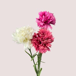Pack of 12-Dozen-19.5inch-Ultra Realistic Carnation moisturized coating petals | Frosty Green Soft-Touch Stem