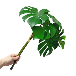 May include: A hand holding a bunch of green monstera leaves tied together with twine.